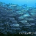 jack_bigeye_dar_h_0041_ecu0810.jpg